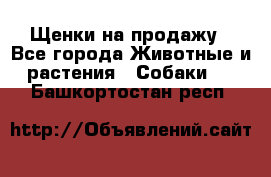 Щенки на продажу - Все города Животные и растения » Собаки   . Башкортостан респ.